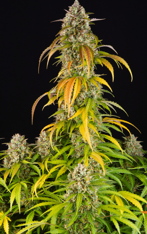 PINEAPPLE EXPRESS AUTO