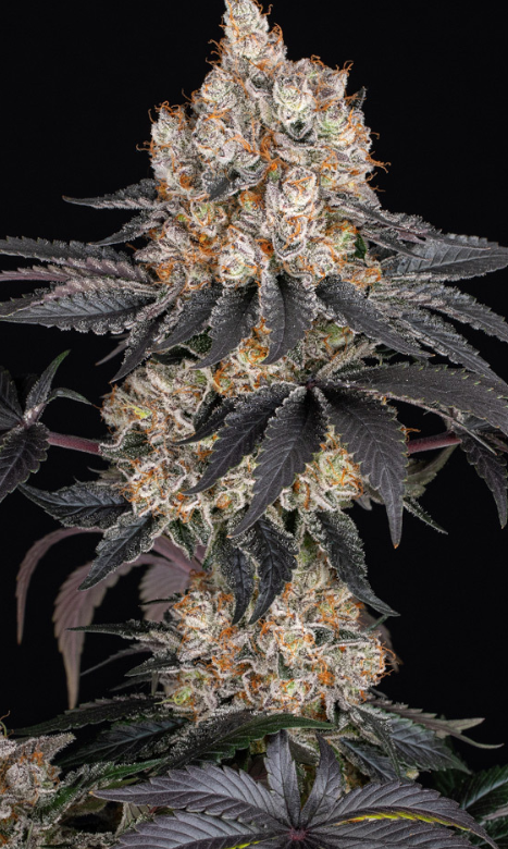 GELATO