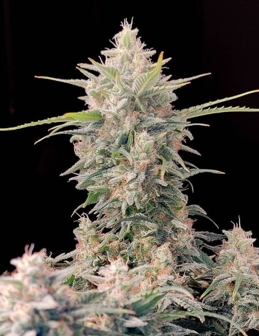 Skunk Auto