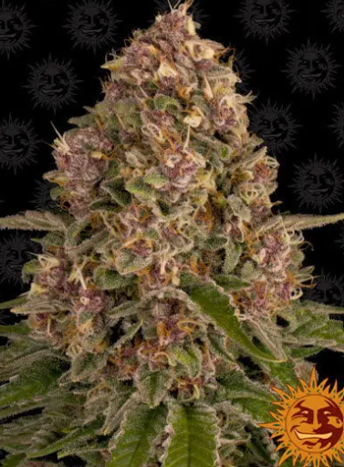 PINK KUSH