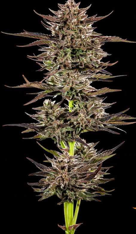 Frosted Zinn x 3 Bears OG Auto