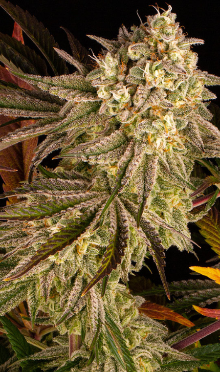 BLUE SUNSET SHERBERT