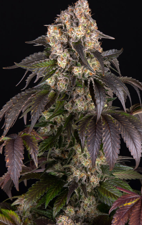 GIRL SCOUT COOKIES