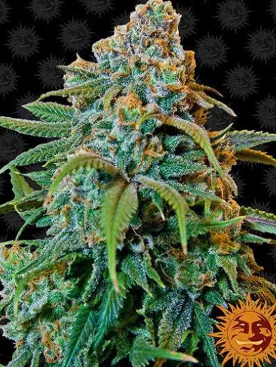 LIBERTY HAZE