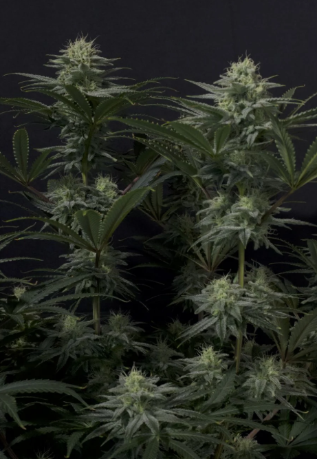 GG4 Sherbet FASTFLOWERING