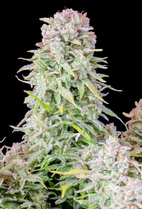 Afghan Kush Auto