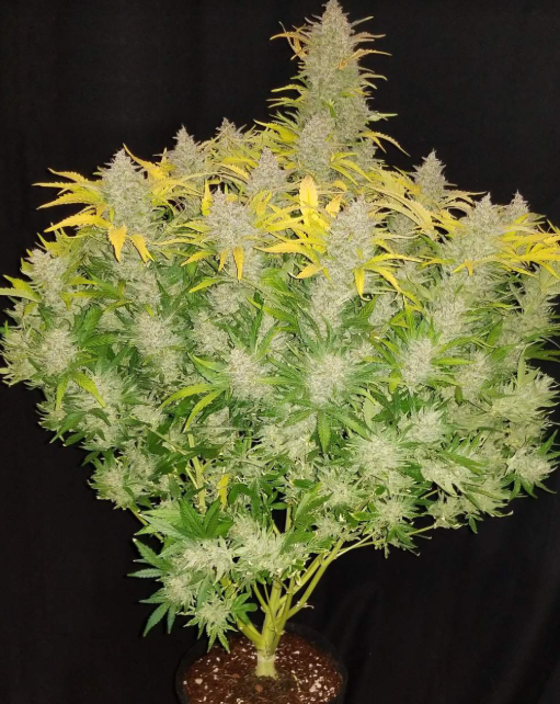 Rhino Ryder Auto