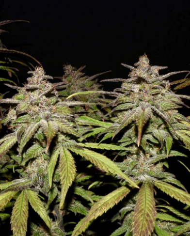 Smoothie Auto
