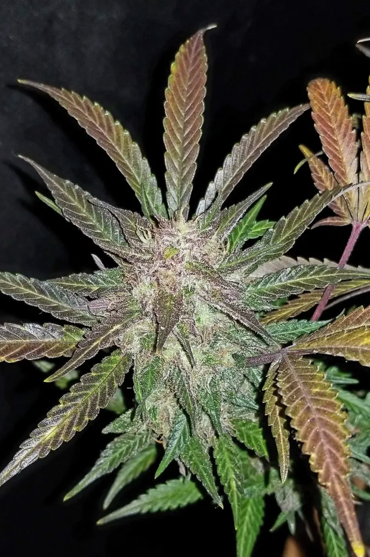 Cream Cookies Auto