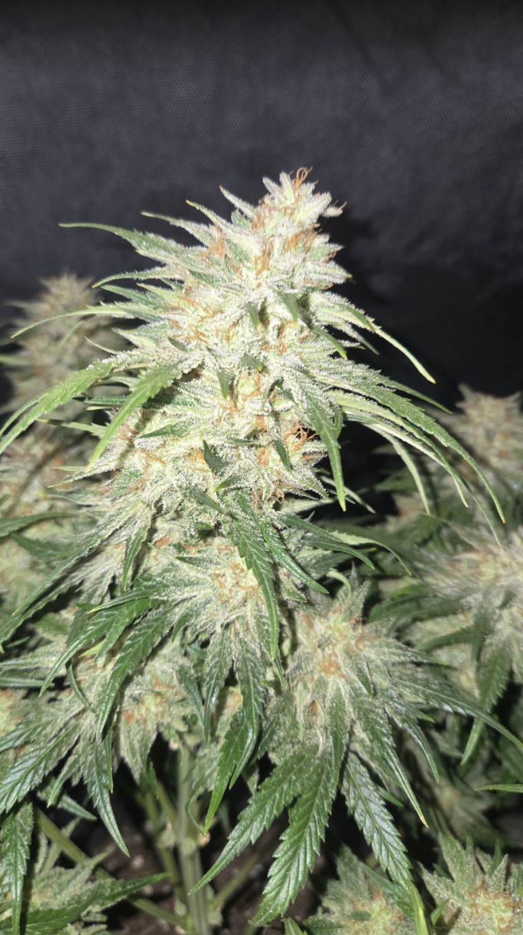 Frostbanger Auto
