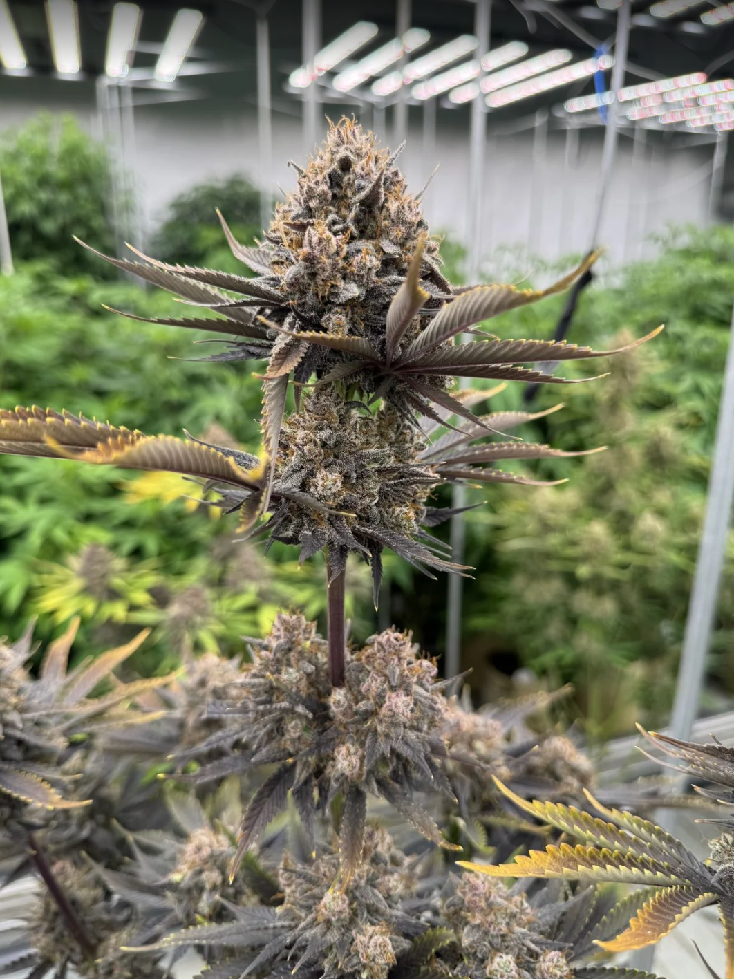 Banana Purple Punch Auto RF3