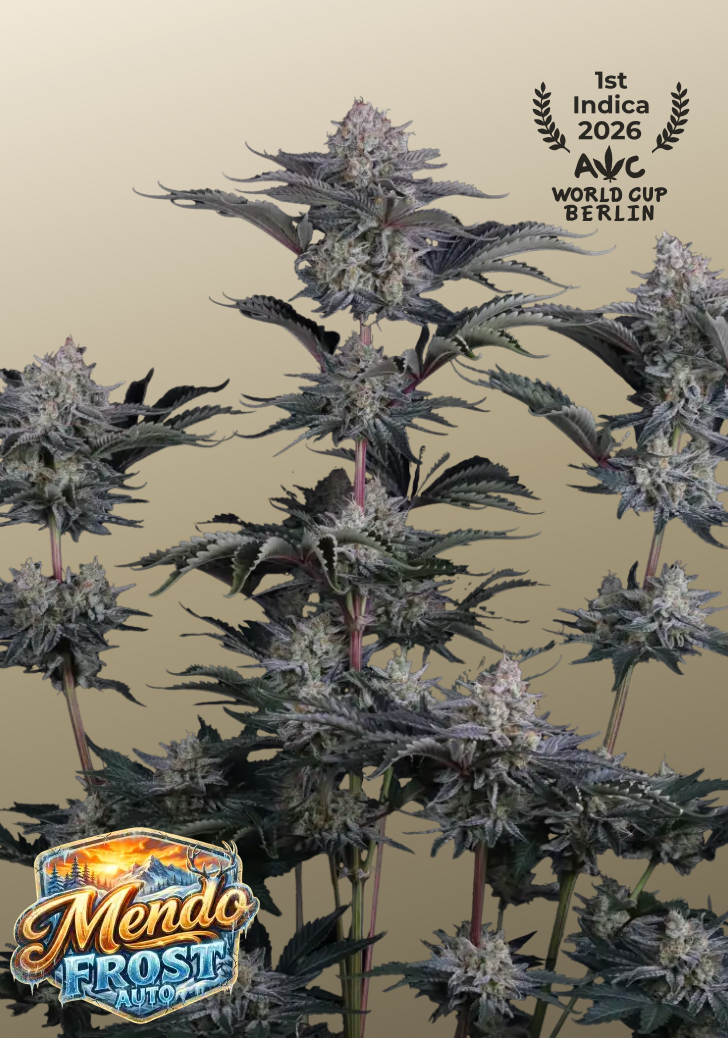 Mendo Frost Auto™