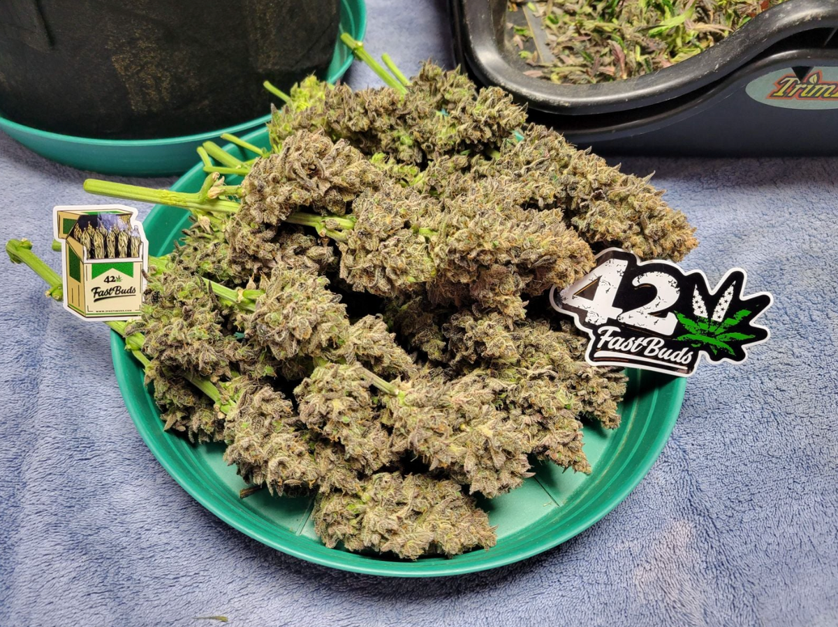 Guava Runtz Auto