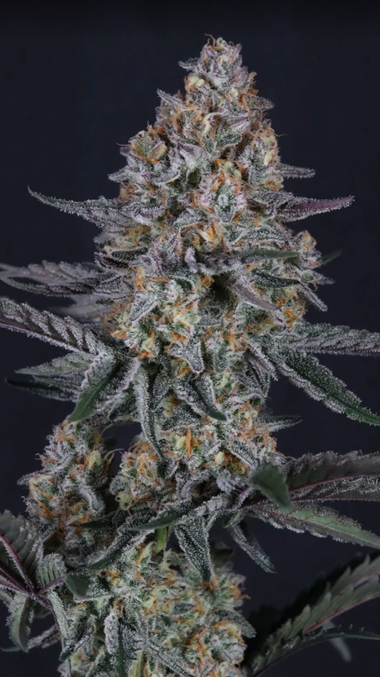 Guava Sundae Auto