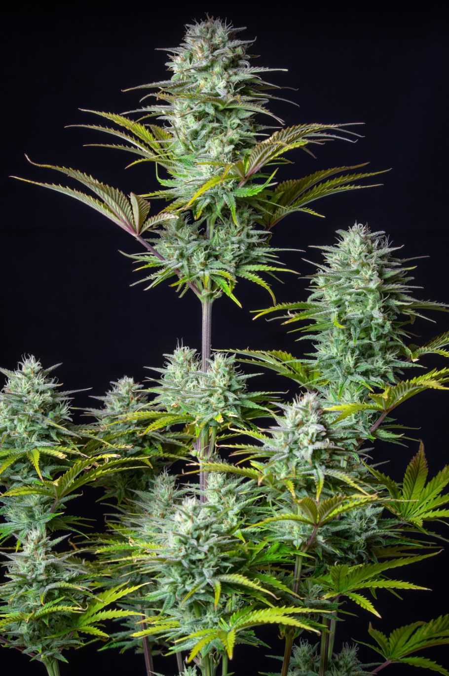 Kosher Cake Auto