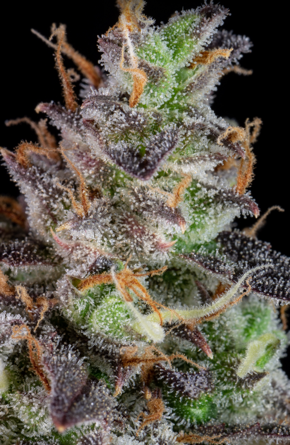 Lemon Pie Auto