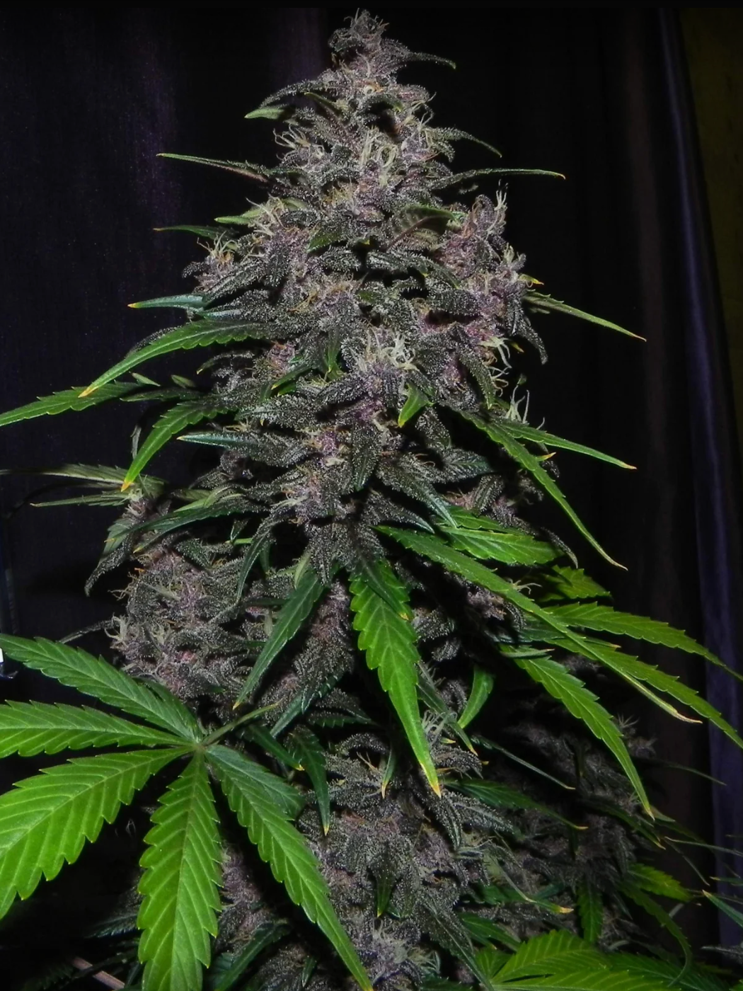 LSD-25 Auto