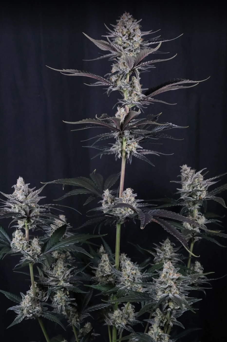 Mendo Guava Auto