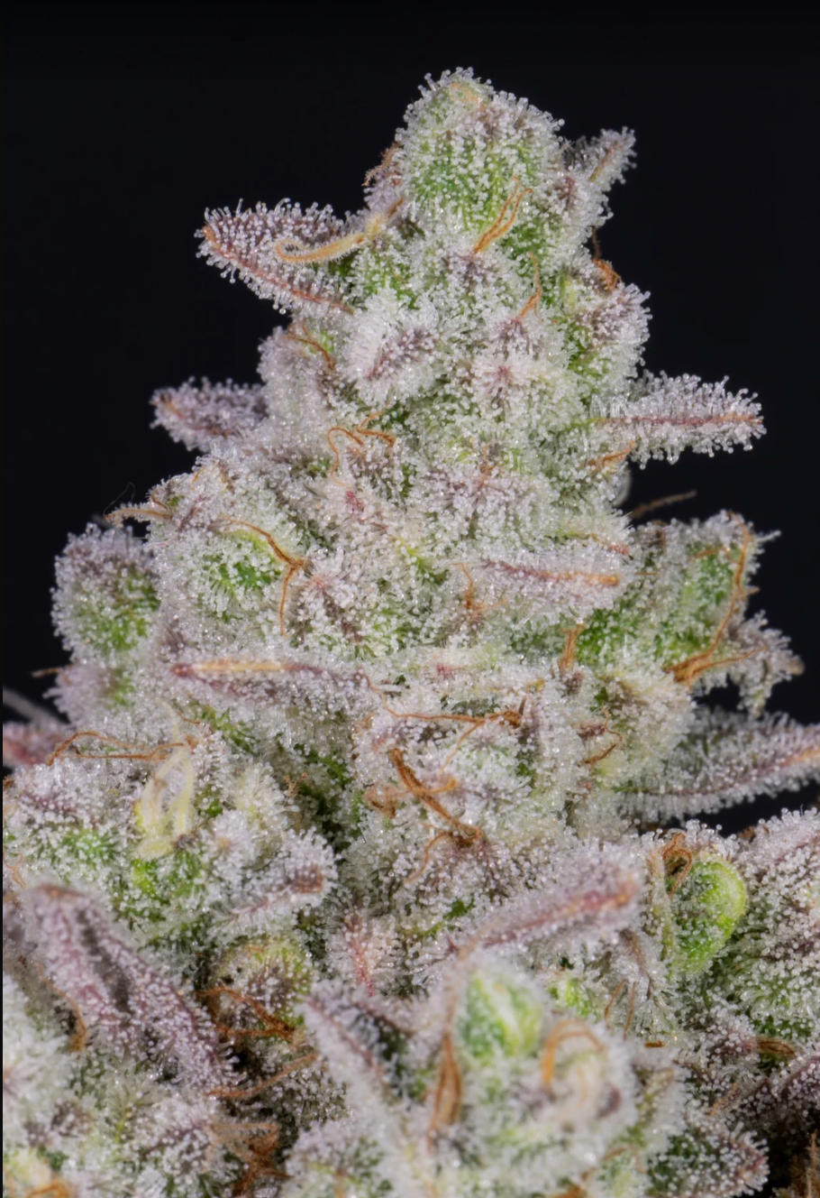 Gorilla Cookies Auto
