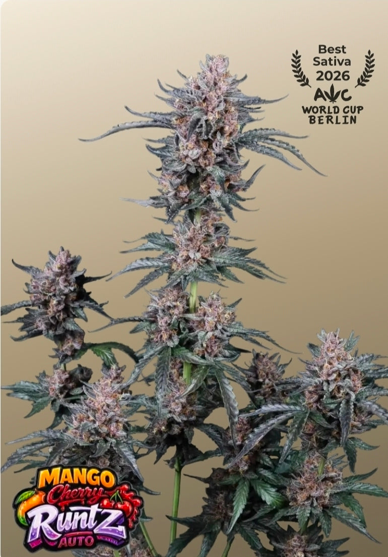 Mango Cherry Runtz Auto
