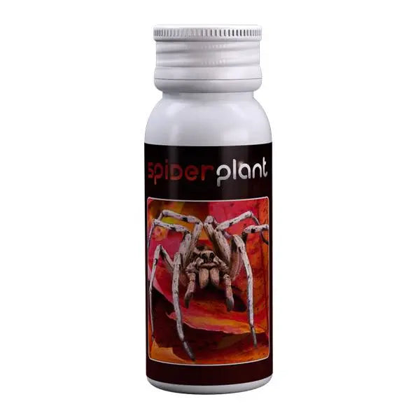 Spider Plant 15ml