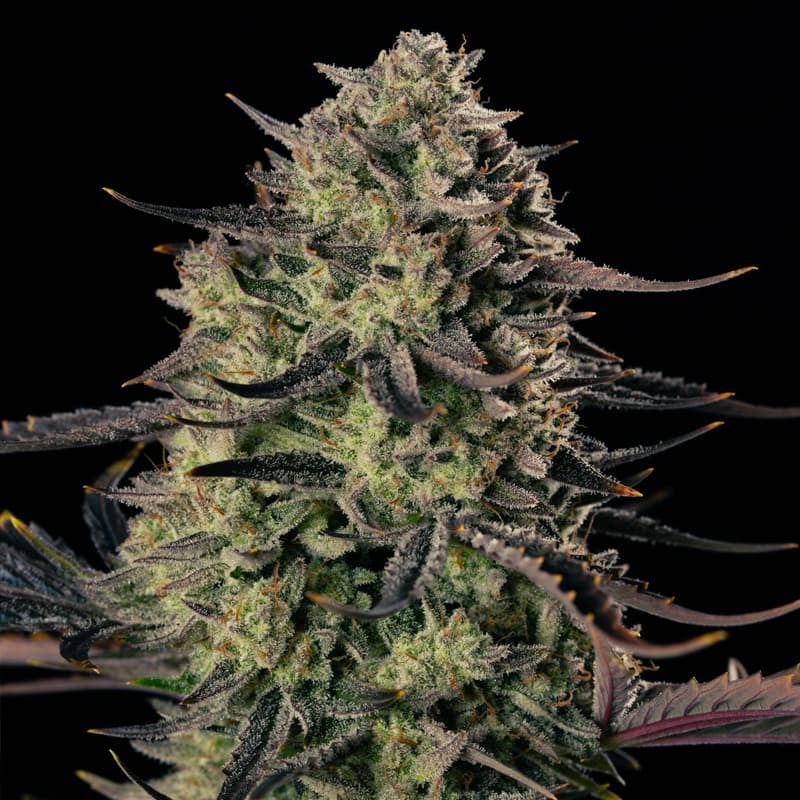 Alien Gas XXL Auto — Silent Seeds