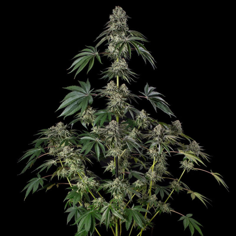 Jamaican Mountain — Julian Marley × Silent Seeds