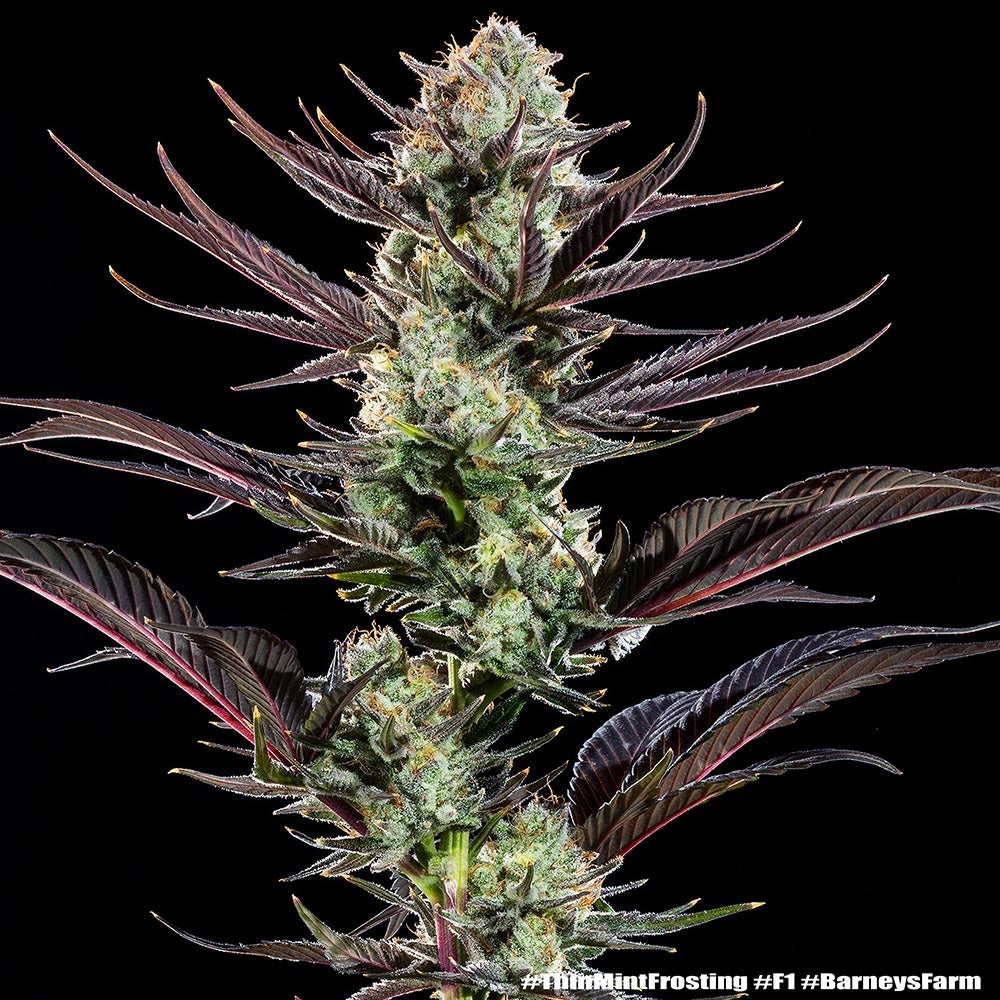 Thin Mint Frosting F1 hybrid