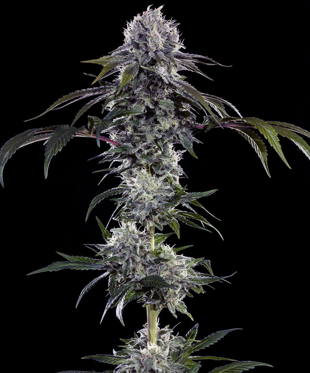 Durban Z F1 hybrid