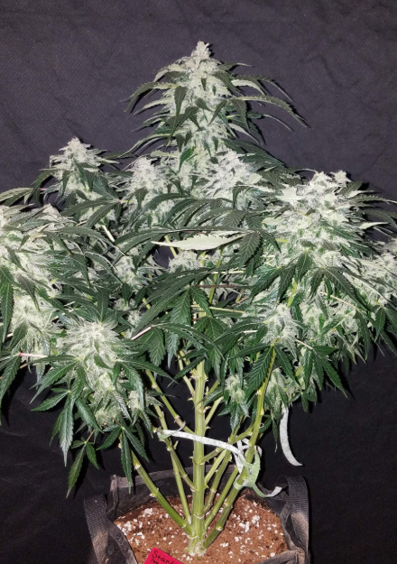 Stardawg Auto