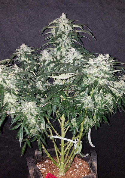 Stardawg Auto