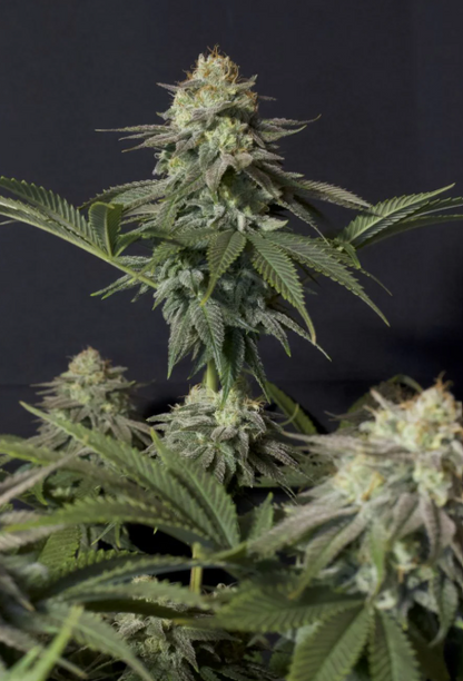 Orange Sherbet FASTFLOWERING