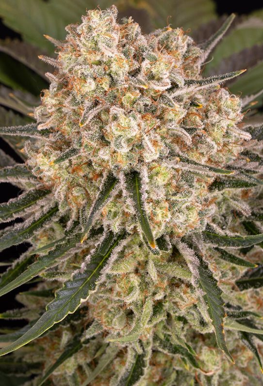 Ak strain