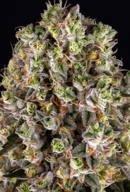 SOUR DIESEL STRAIN