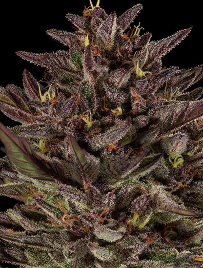 Frosted Zinn x Cookie Dog Auto