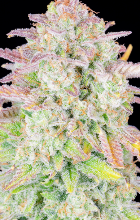 Trainwreck Auto
