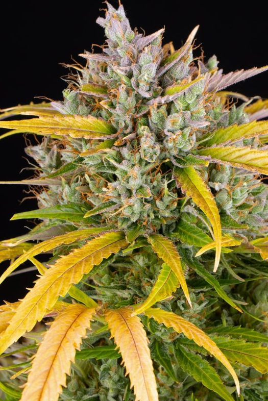 LSD AUTO