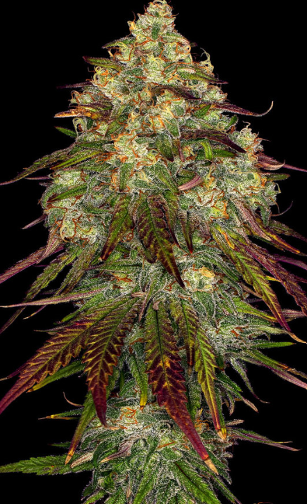 AMNESIA LEMON