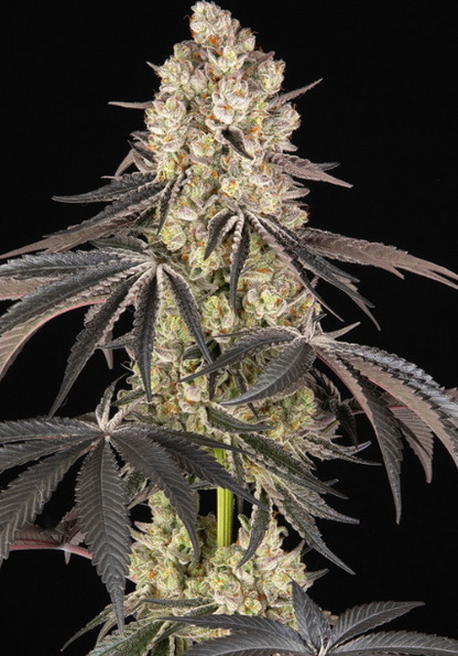 RAINBOW SHERBET STRAIN