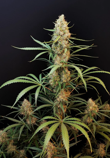 Jack Herer Auto