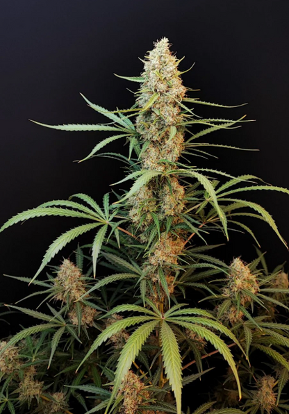 Jack Herer Auto