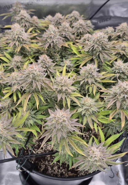 Gorilla Melon Feminised