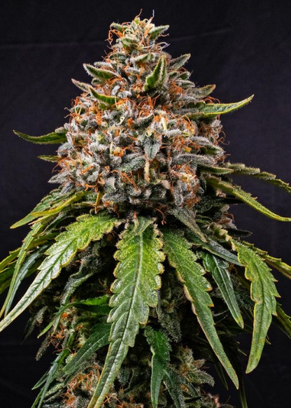WHITE WIDOW XXL