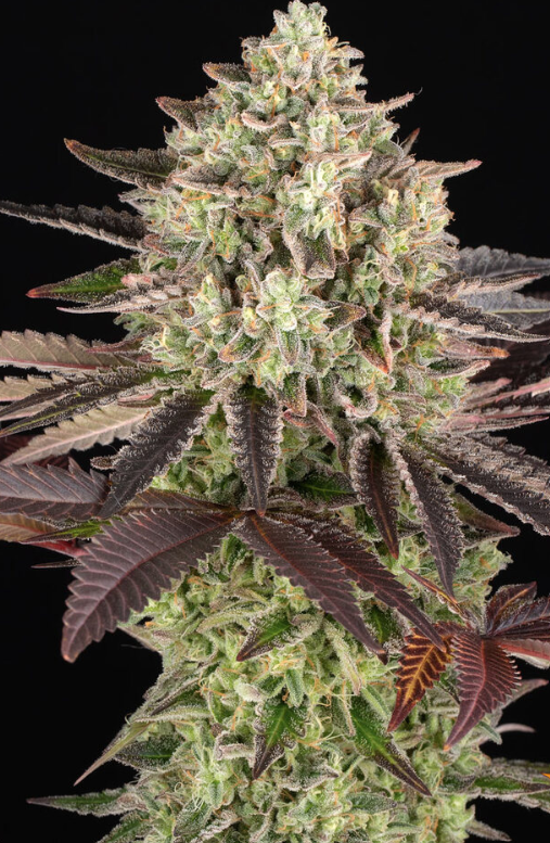 APPLE FRITTER