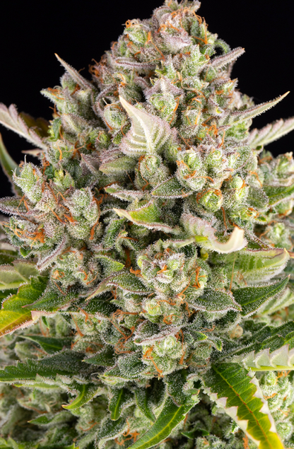 STRAWBERRY CHEESECAKE AUTO