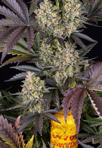 OG KUSH