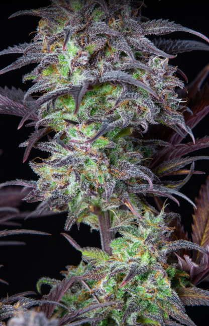 Blueberry Auto