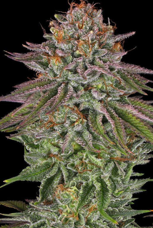 CRITICAL KUSH
