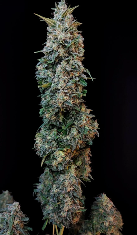 Sour Diesel Auto