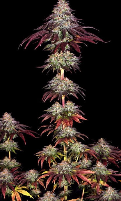 MIMOSA X ORANGE PUNCH AUTO